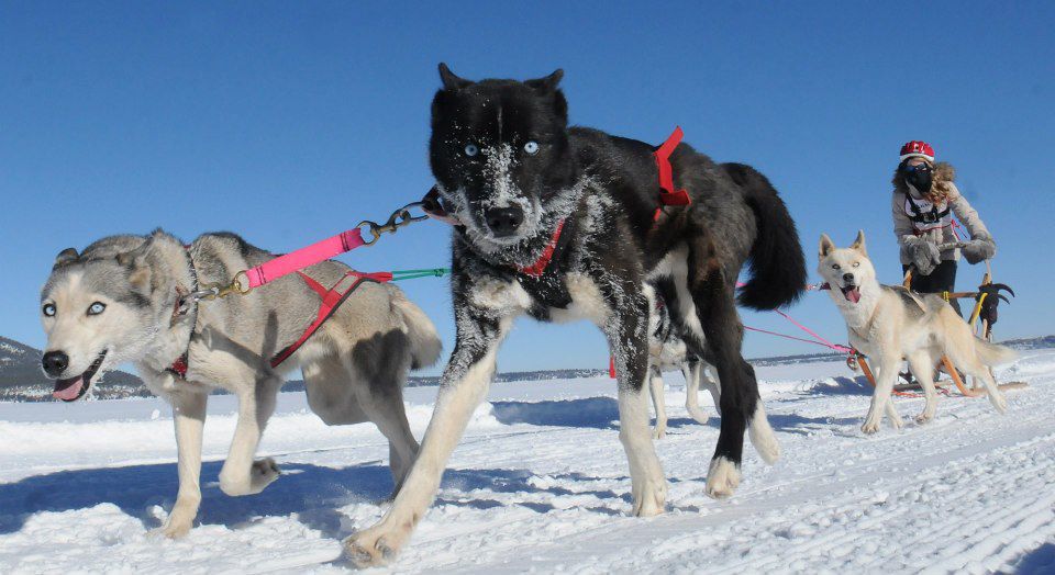 Sled dogs
